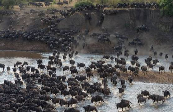 When to see the Great Migration — a month by month view
