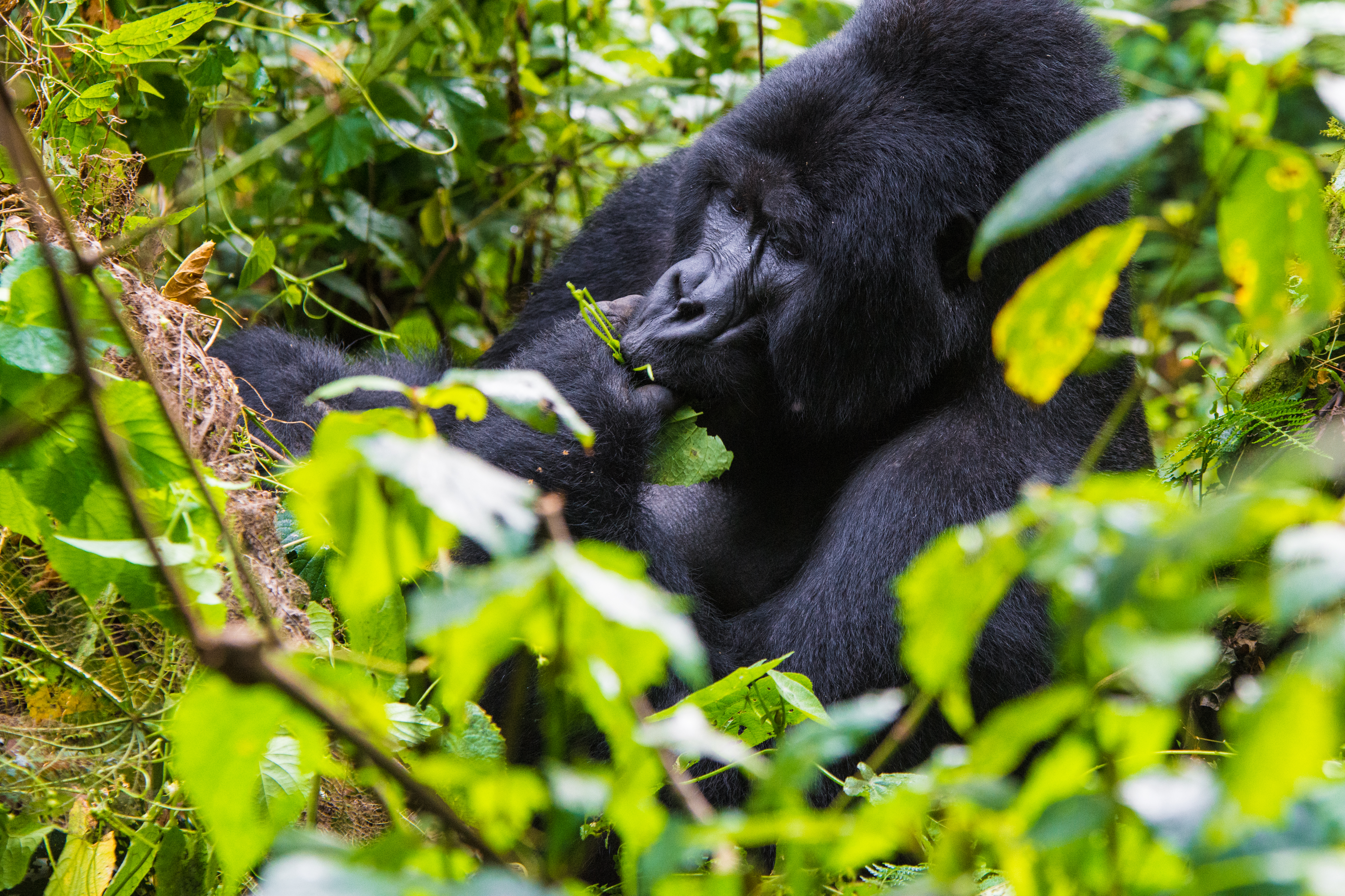 Gorilla trekking for groups: what planners need to know
