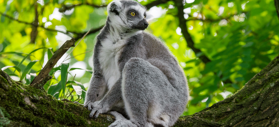 Madagascar for incentives: for the group that has seen the classics