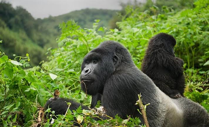 Rwanda — Land of a Thousand Hills — Africa's most efficient meetings destination