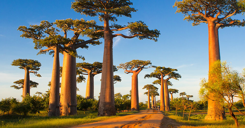 Madagascar — Lemurs, baobabs and an island that exists nowhere else