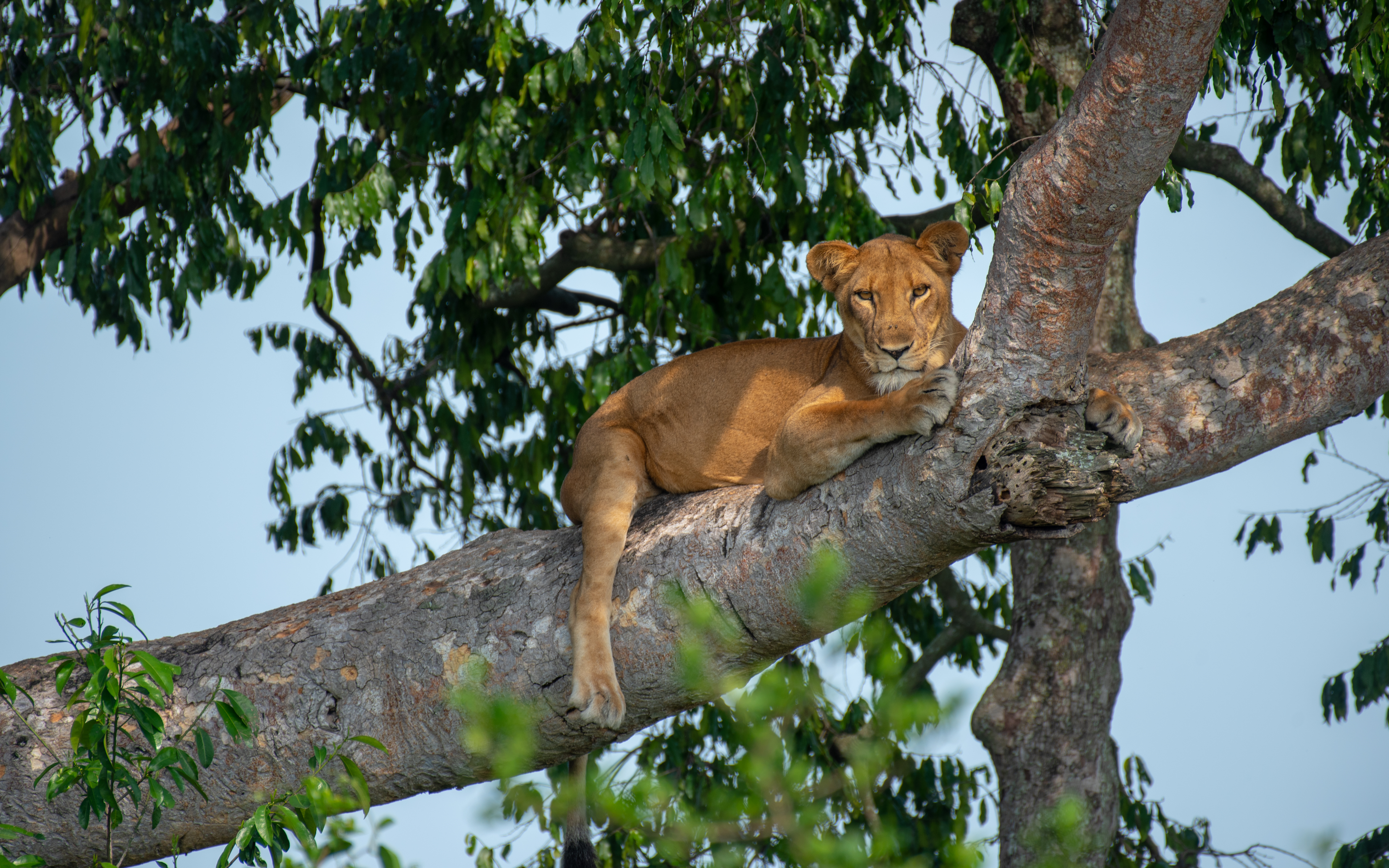 Queen Elizabeth National Park