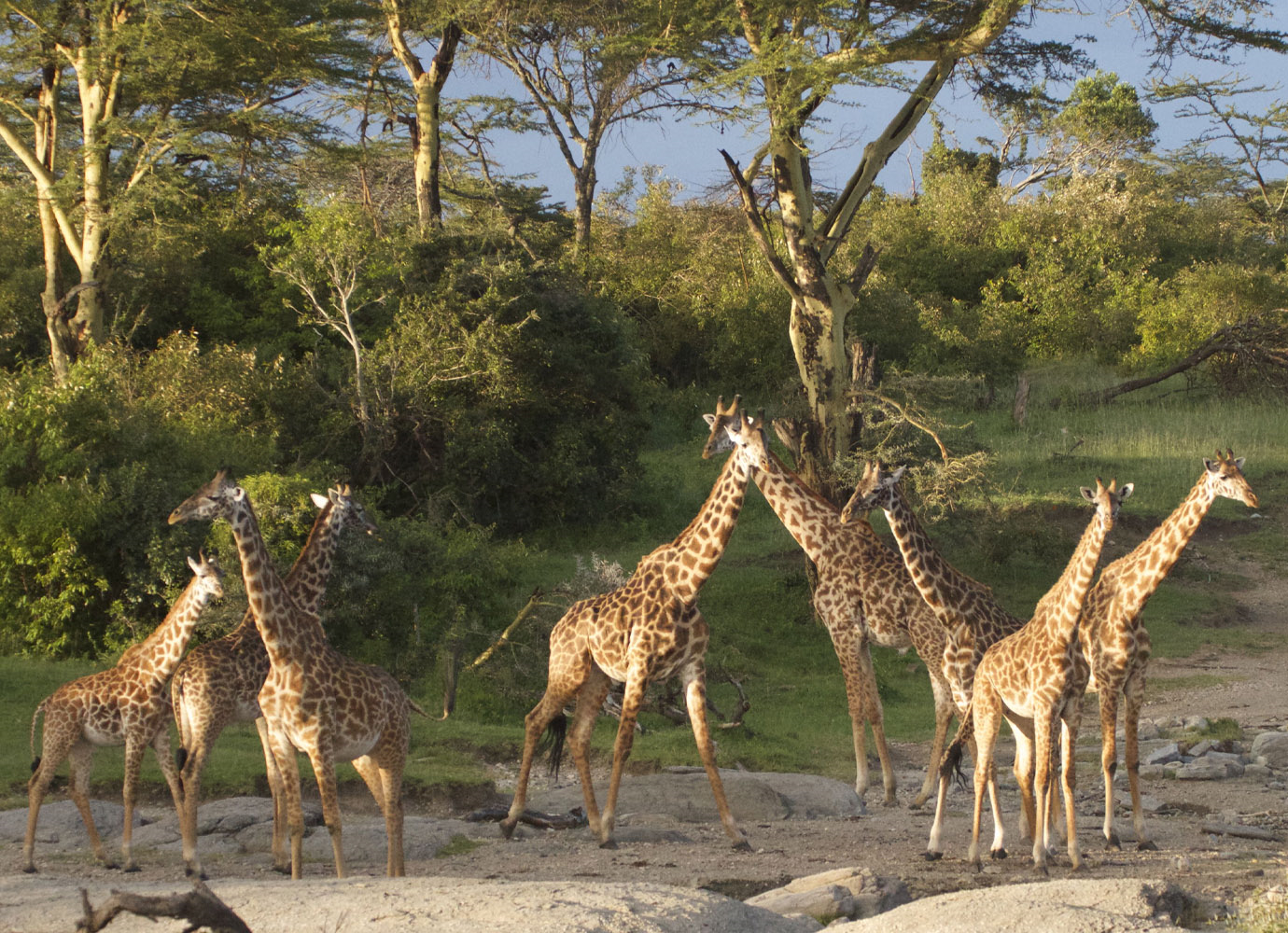 Nairobi in a day