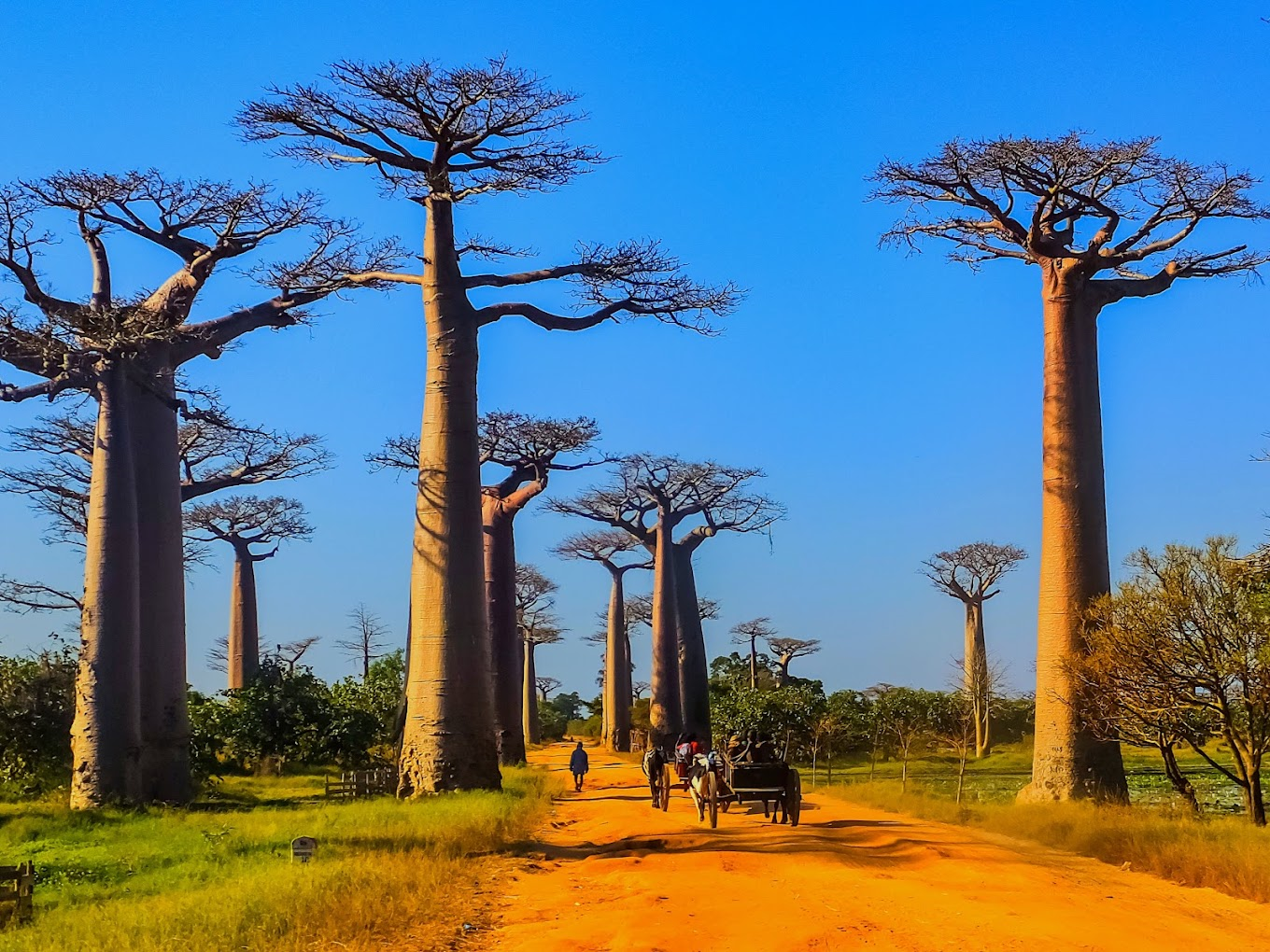 Avenue of the Baobabs