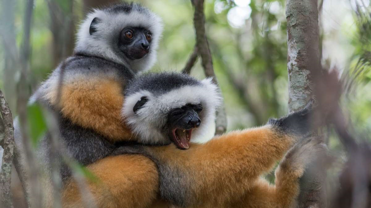 Lemurs of Andasibe