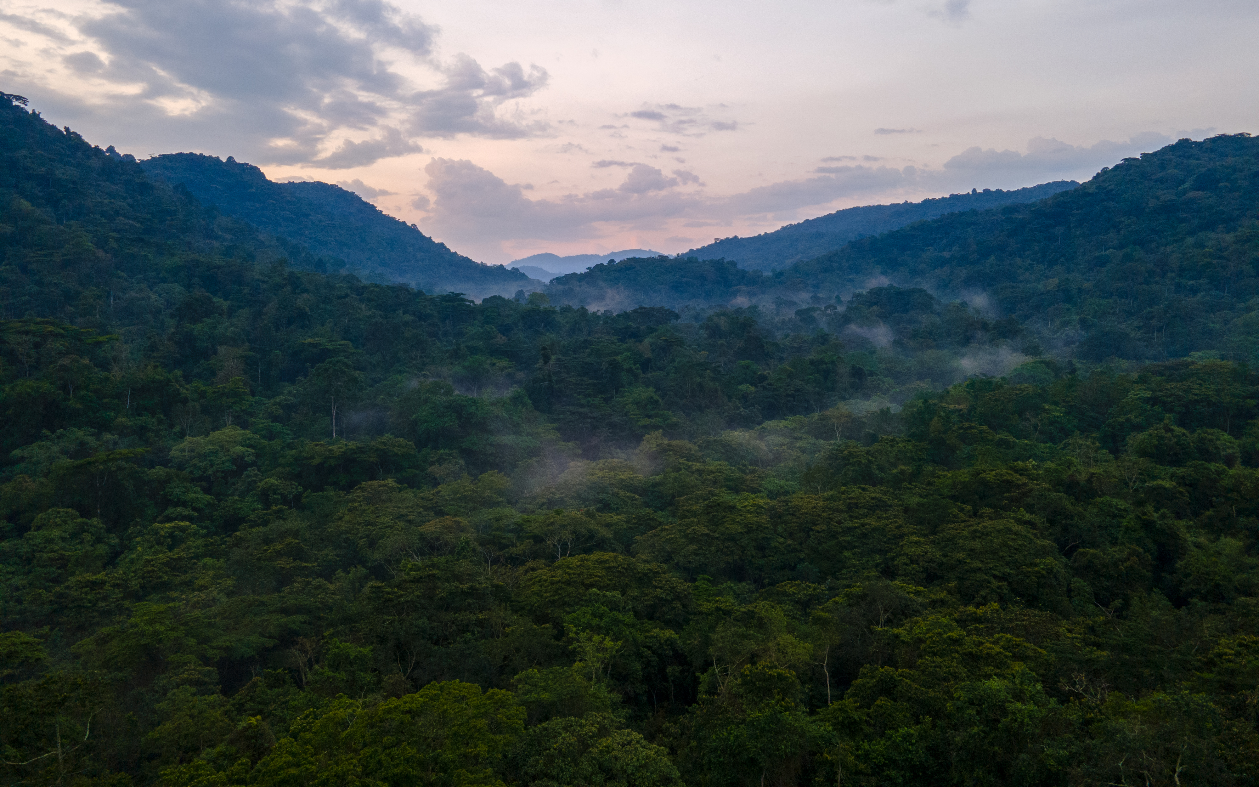 Primates & forests