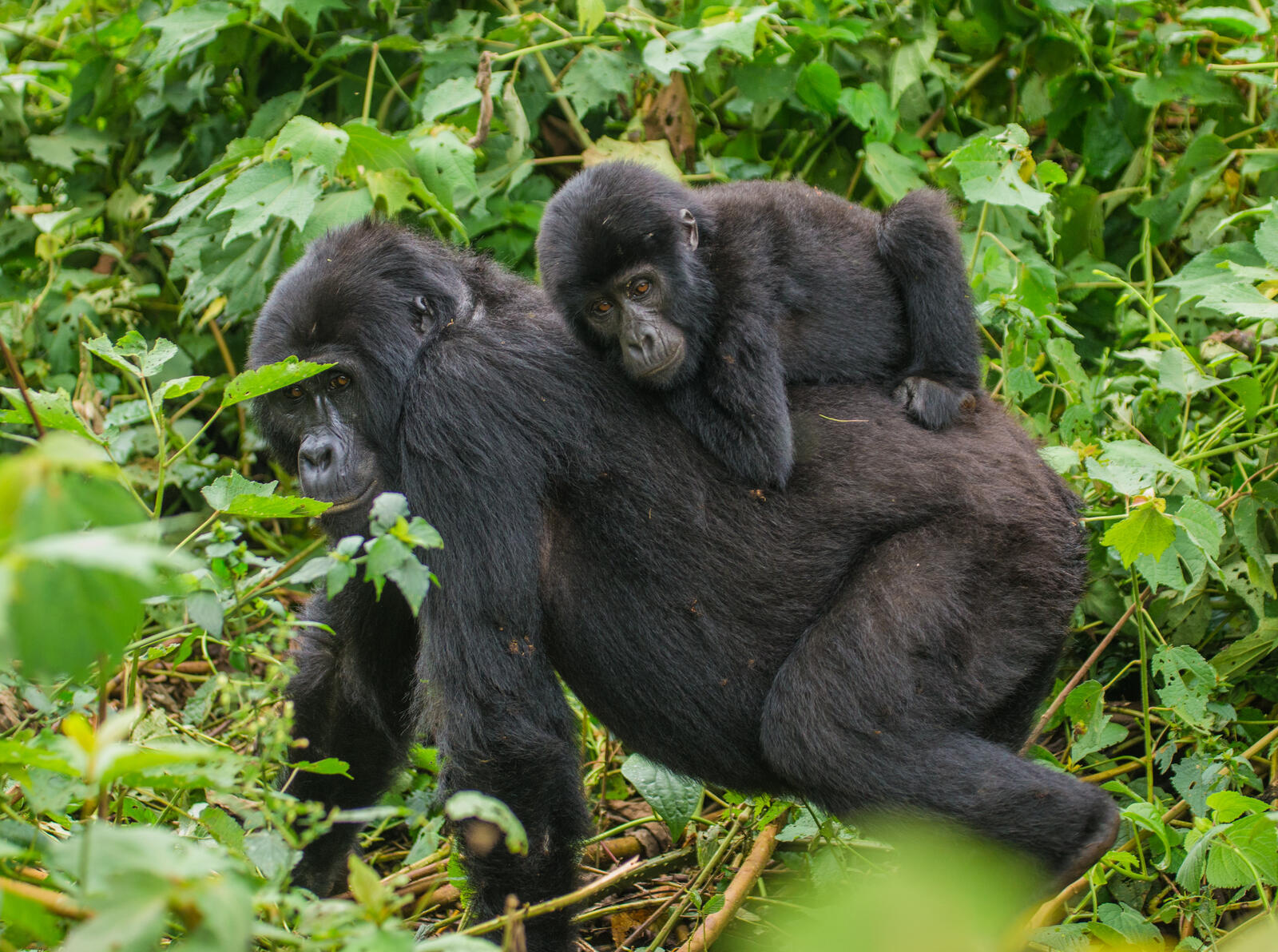 Misty rainforest ridges in the Virunga mountains