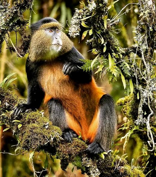 Gorillas & Golden Monkeys