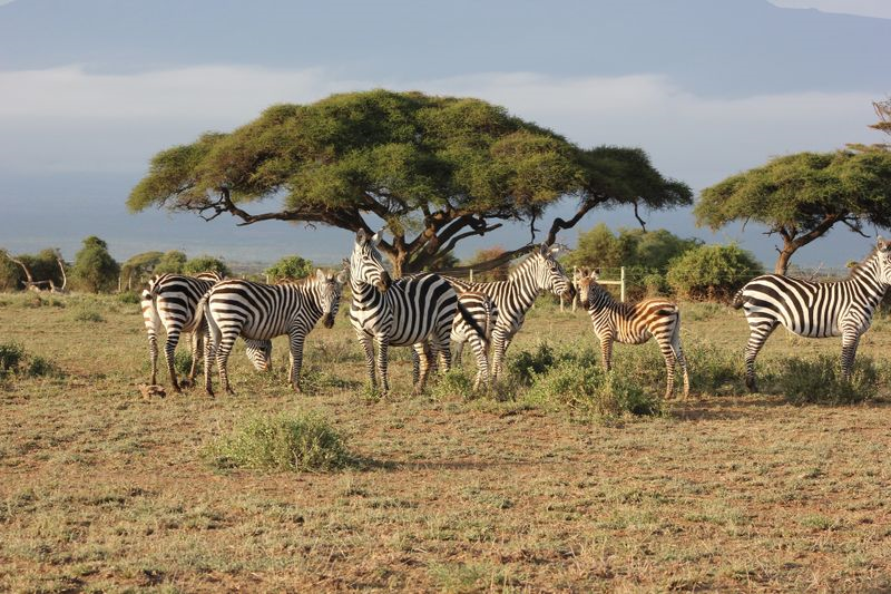 Masai Mara Signature Safari