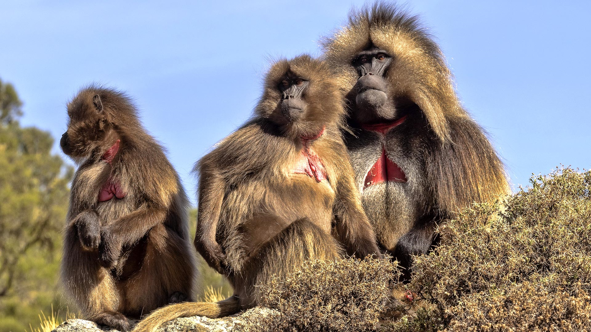 Simien Highlands & Lalibela