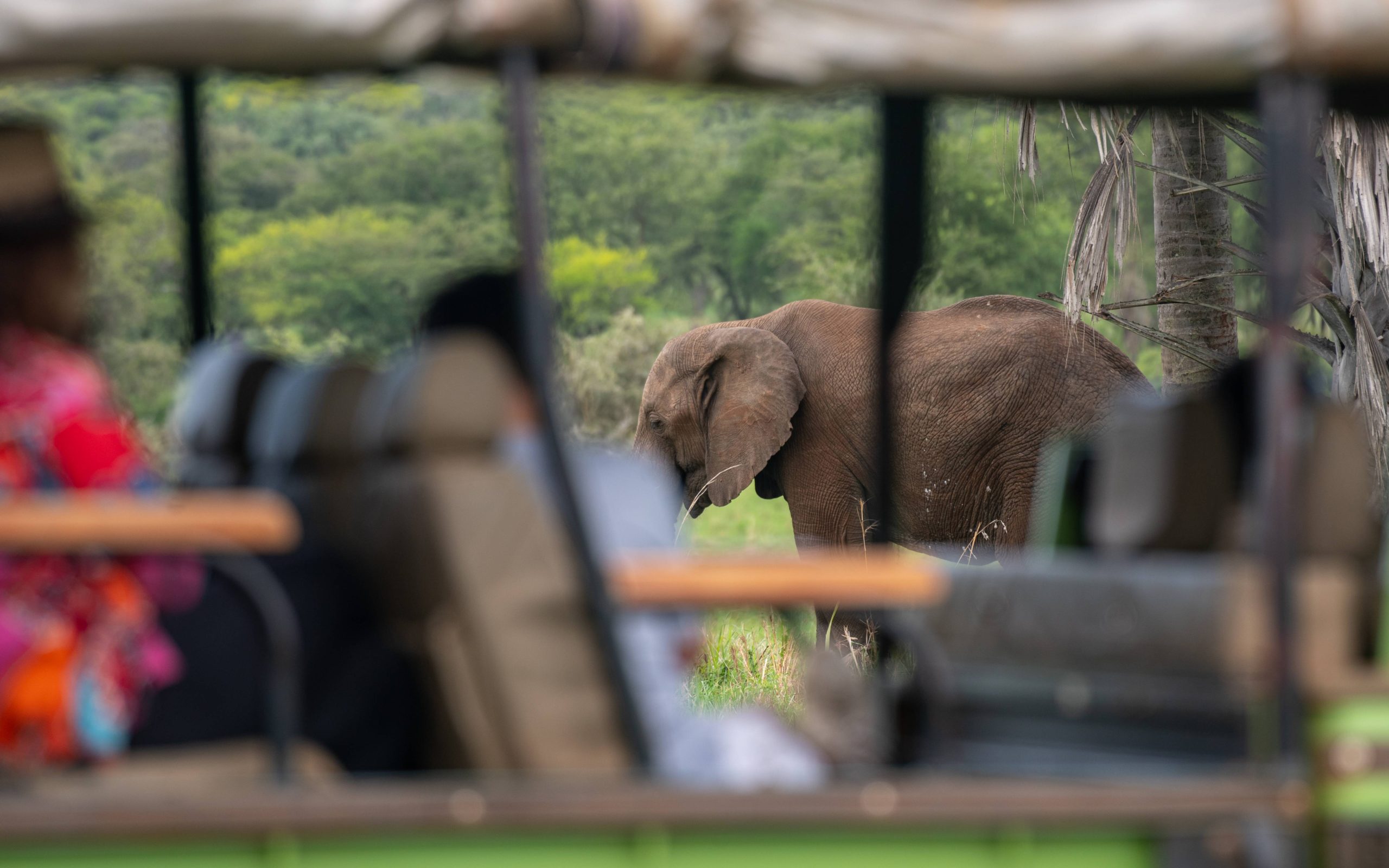 Elephant in Kidepo, Uganda